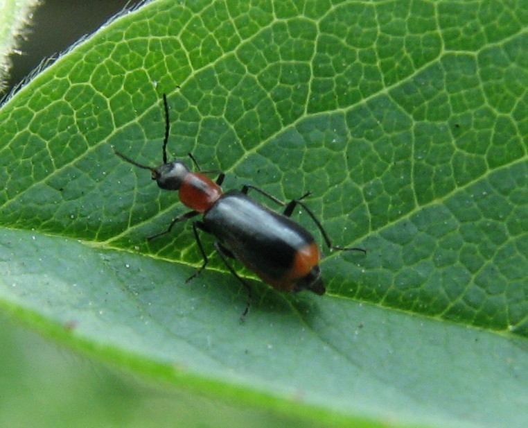 Chrysomelide - no, Malachiidae